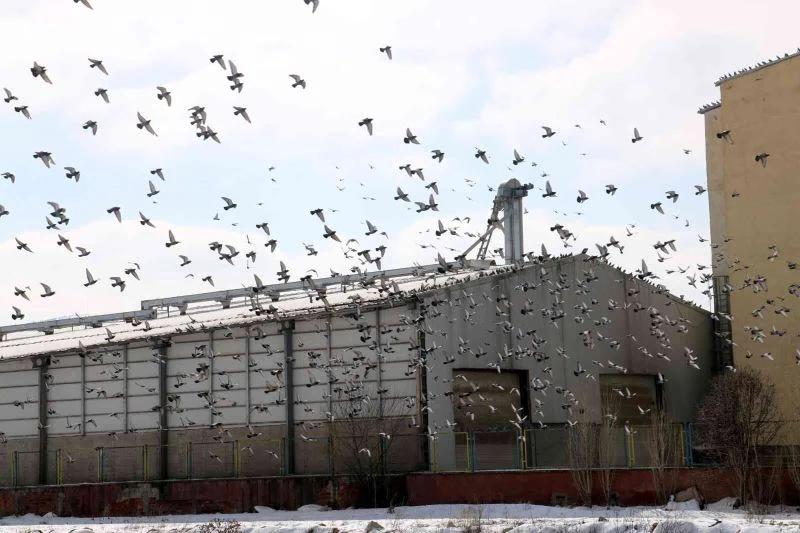 Bu çatı binlerce güvercine uğrak yeri oldu
