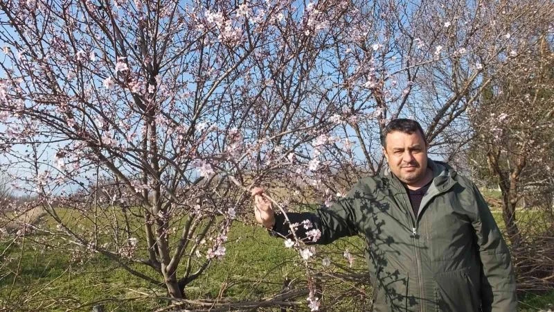 Balıkesir’de bademler çiçek açtı
