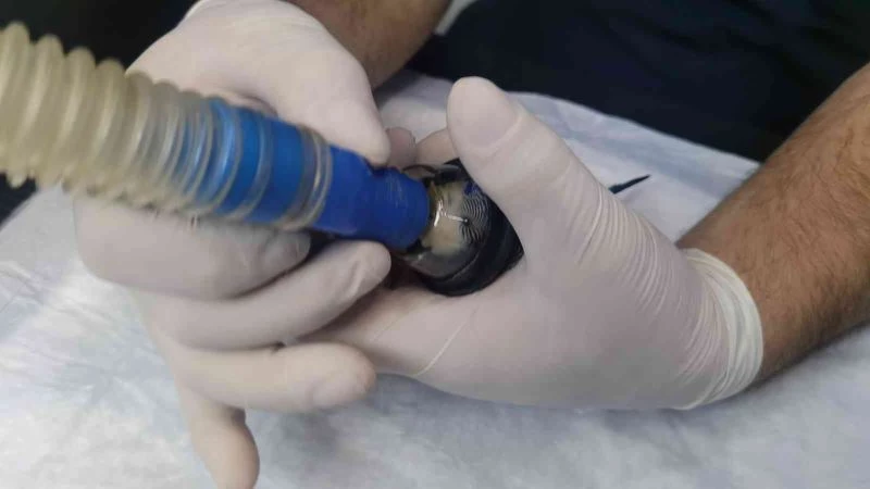 Bir yaşındaki muhabbet kuşunun yumurtası ameliyatla alındı
