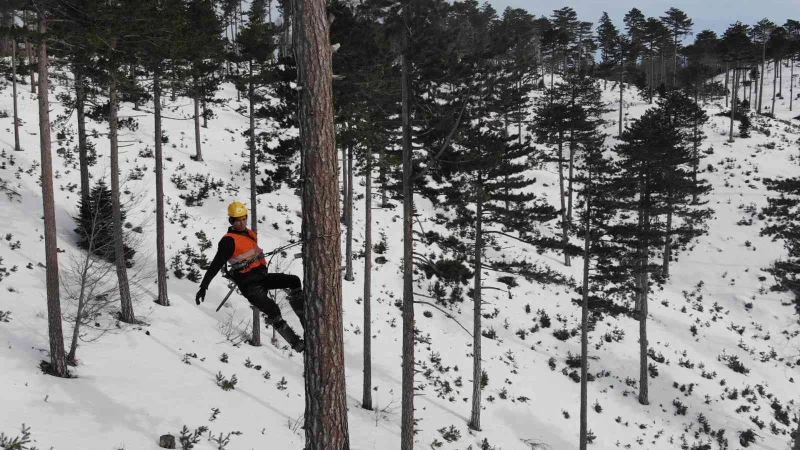 (Özel) Ormanın kuaförü sincap adamlar
