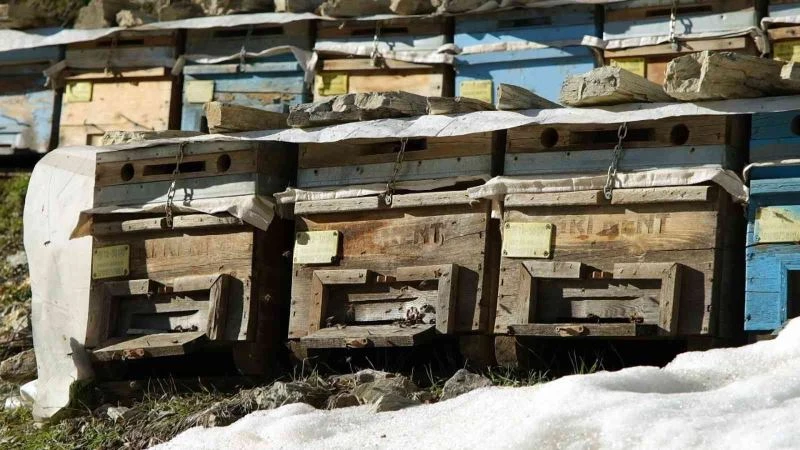 Arılar mevsimi şaşırdı
