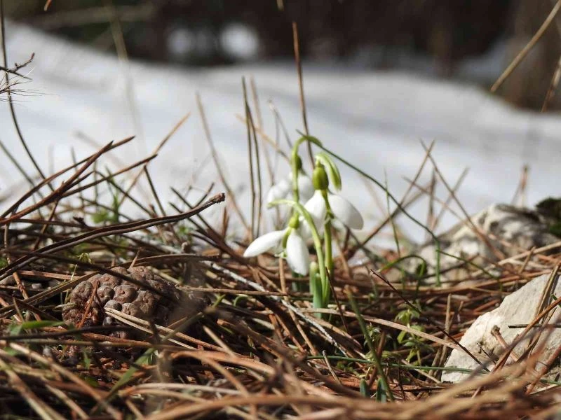 Bu çiçeği koparmanın cezası 109 bin 593 TL
