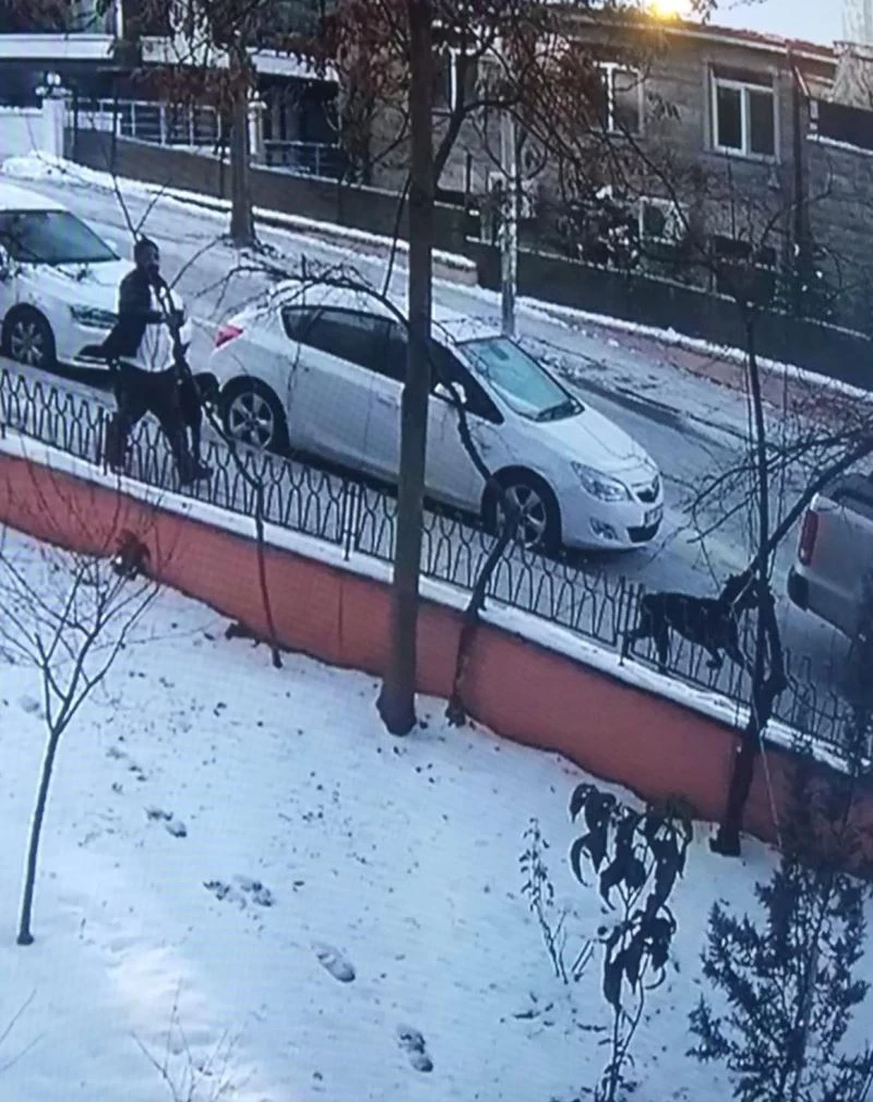 Ankara’da bir hayvansever çalınan 2 köpeğini 18 gündür sokak sokak arıyor
