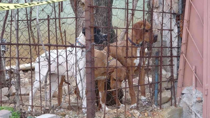Komşuların köpek kavgasında kan aktı; 1 ağır yaralı
