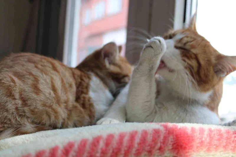 Kuru temizleme dükkanı kedilere yuva oldu
