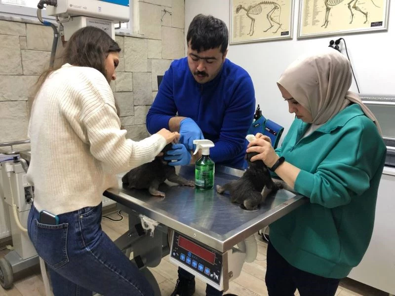 Saç kurutma makinesi ile ısıtılıp küveze konulan yavru ayılar yaşama tutundu
