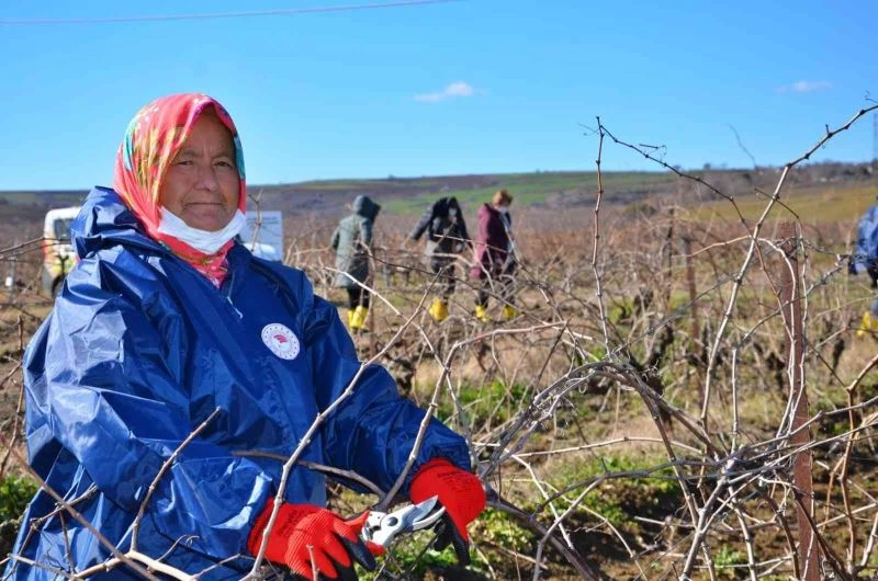 Tekirdağ bağları kadın eliyle güzelleşiyor
