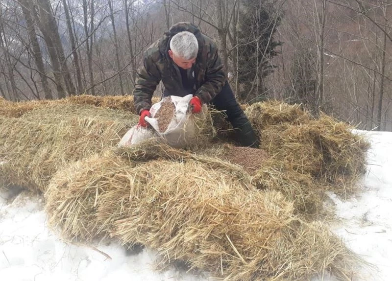 Karlar altındaki ormanlarda yabani hayanlar unutulmadı
