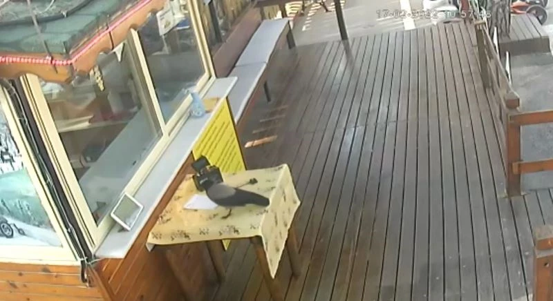 Beslediği karga  anahtarı önce defterin arasına sakladı, sonra çaldı
