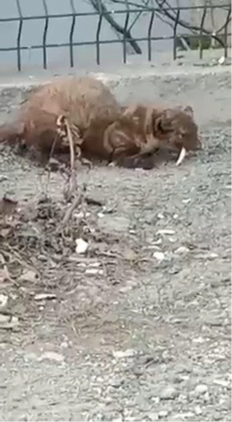 Karabük’te vizonu gören cep telefonuna sarıldı
