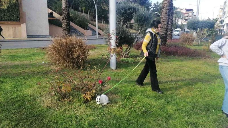 Tavşana tasma takıp refüjde otlattılar
