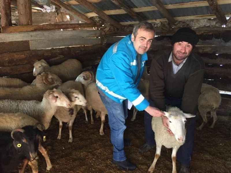 Domaniç’te anaç koyun, keçi tespit ve denetim çalışmaları
