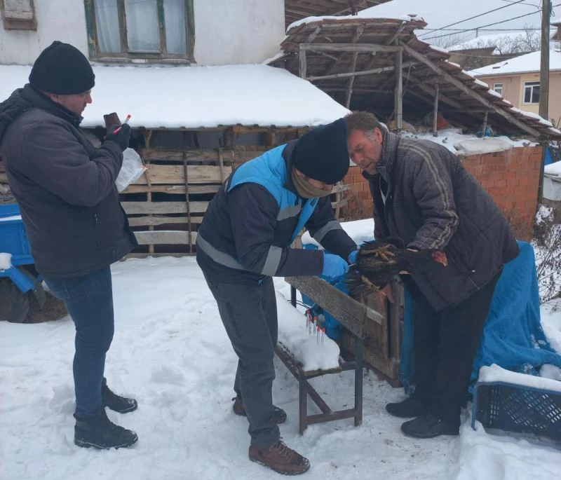 Pazarlar’da “Tavuk vebası” taraması
