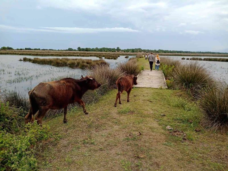 Samsun manda varlığında Türkiye’de 1. sırada
