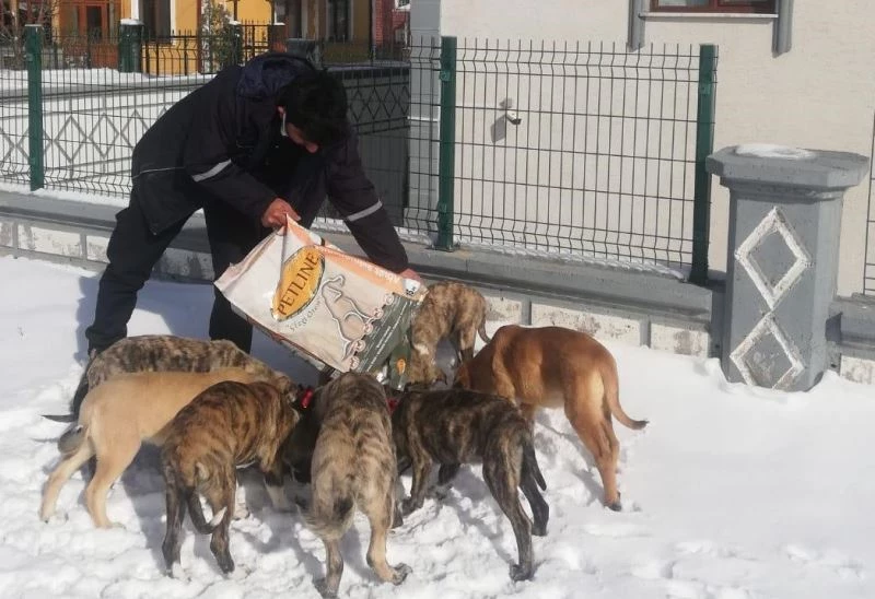Veterinerlik İşleri Müdürlüğü çalışmaları 7/24 sokak hayvanları takip ediyor

