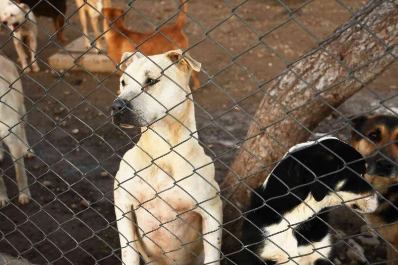 Kemer’de 207 sokak hayvanı aşılandı
