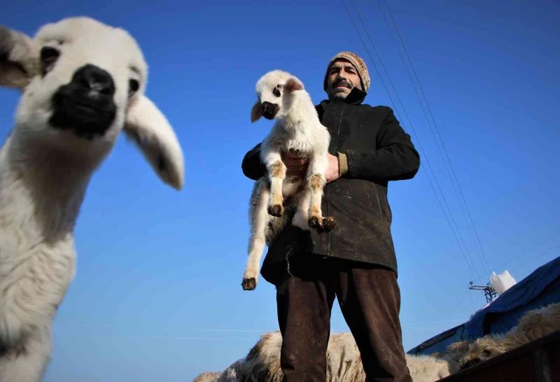 Elazığ’da kuzuların anneleriyle muhteşem buluşması
