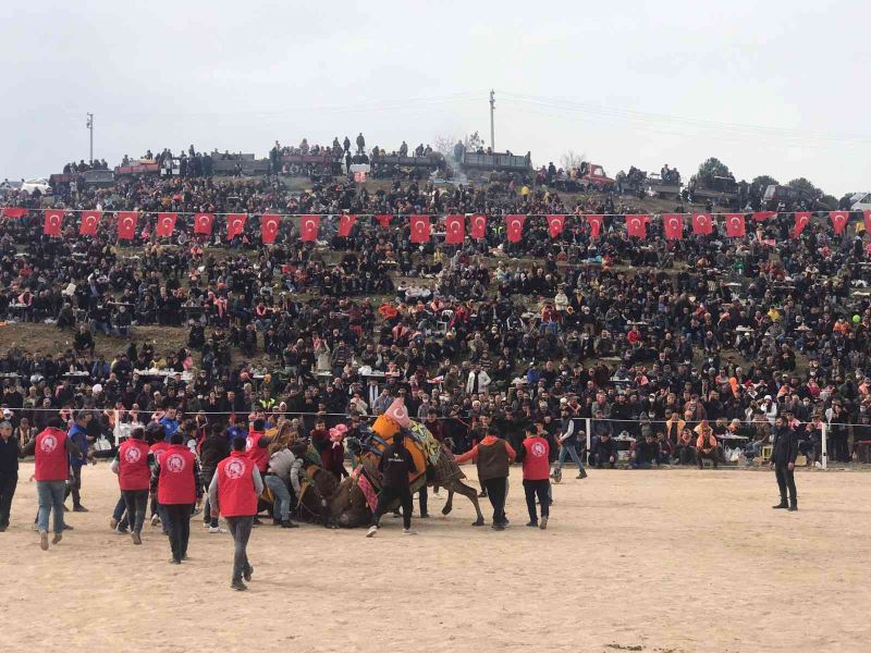 Kınık’ta 32’nci geleneksel deve güreşleri festivaline yoğun ilgi
