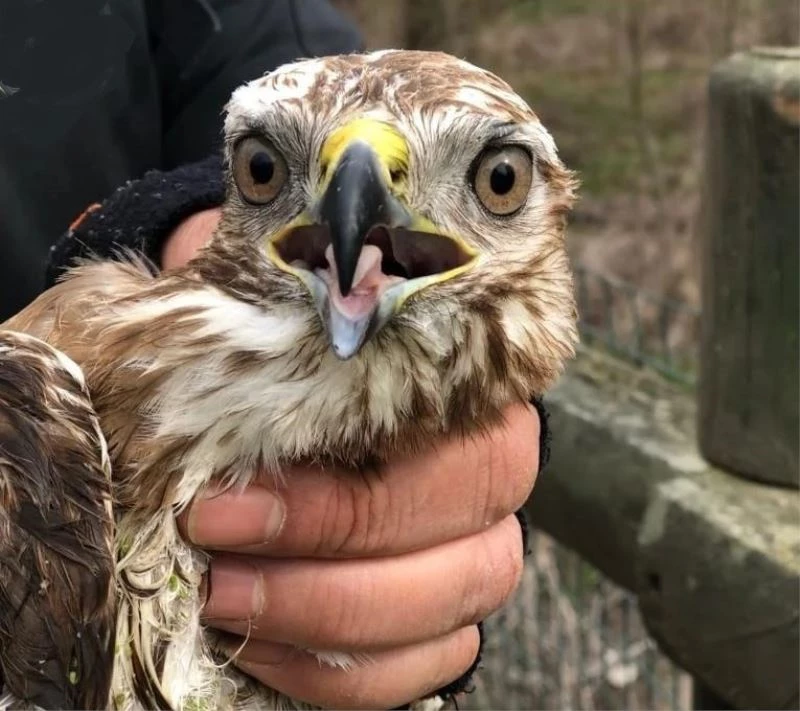 Buldukları yaralı şahini Miili Park yetkililerine teslim ettiler.
