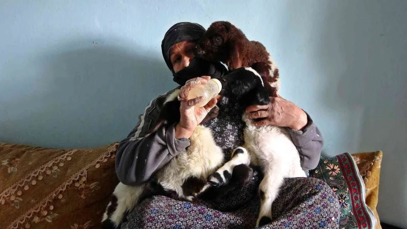 Anneleri ölen kuzulara bebek şefkati
