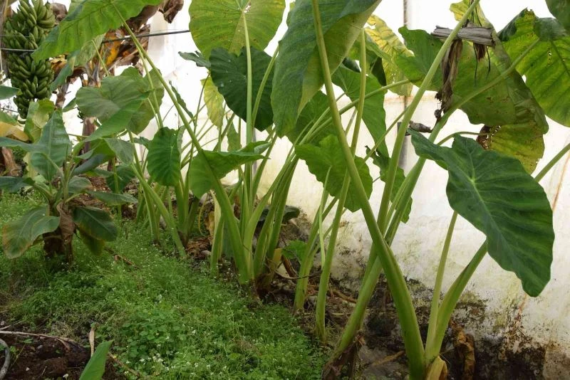 Muz üreticisi kilosu 10 TL’ye alıcı bulan gölevezi yetiştirip ticaretini yapacak
