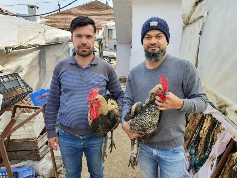 Denizli Horozunun yumurtası yurt dışına tanesi 50 TL’ye satılıyor
