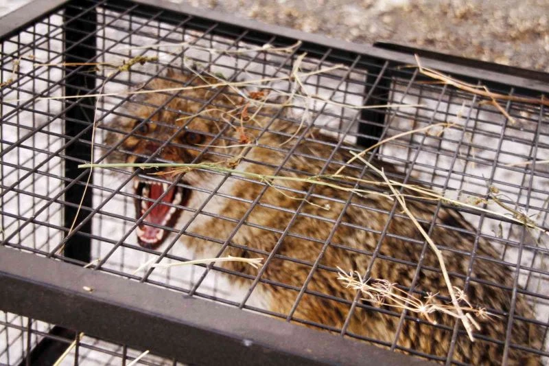 Yaralı kurdu gezgin öğretmen kurtardı
