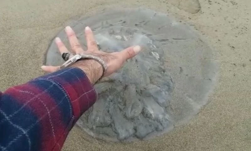 Doğu Akdeniz’de yüzlerce deniz anası sahile vurdu
