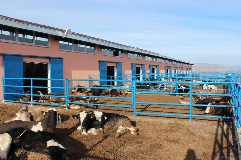 Sivas’ta büyükbaş hayvan varlığı arttı
