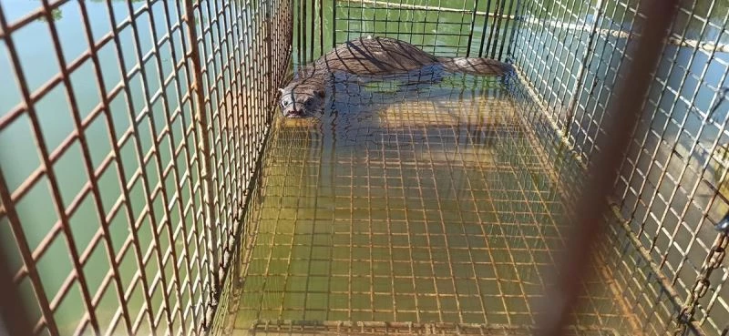 Üretim çiftliğinde balıkları yiyen su samuru, kapanla yakalandı
