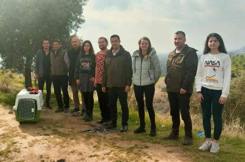 Hakkı Bulut hayranı şahin, doğaya salındı
