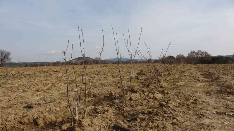 Kızılderililerin soğuk algınlığında kullandığı aronya şehitler diyarı Çanakkale’de yetişecek
