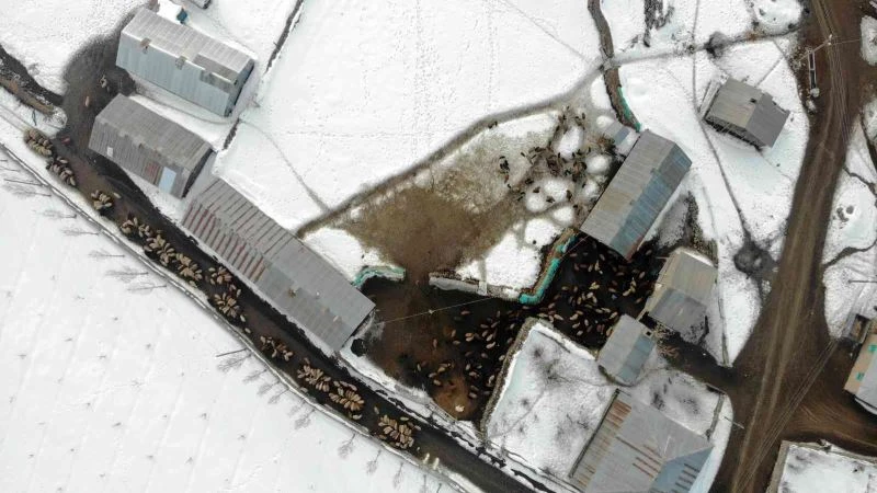 Baharın müjdecisi kuzuların anneleriyle buluşma anı
