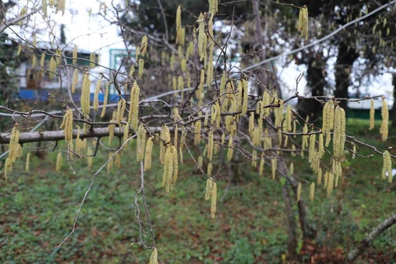 FİSKOBİRLİK’ten fındık üreticilerine sigorta uyarısı
