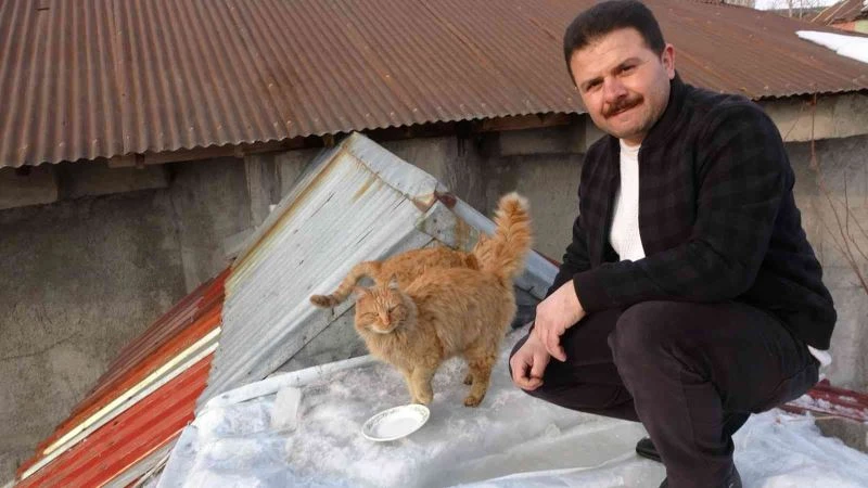 Kedileri soğuktan korumak için çatısının üstünde ev yaptı