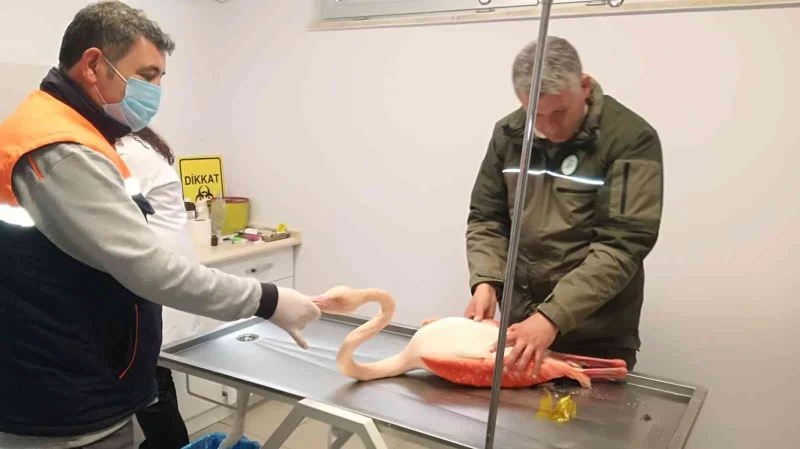 Ayağı kırılınca mahsur kalan flamingo için seferber oldular
