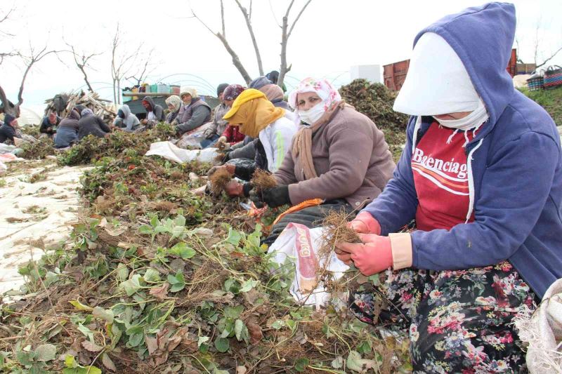 Aydın’da tarım işçileri ödeneği Türkiye ortalamasının altında kaldı
