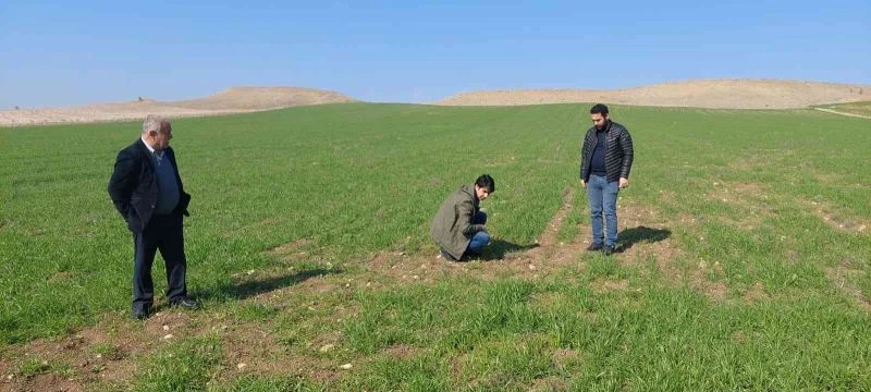 Tahıl ve baklagil üretimine zarar veren tarla farelerinin kontrolü yapıldı