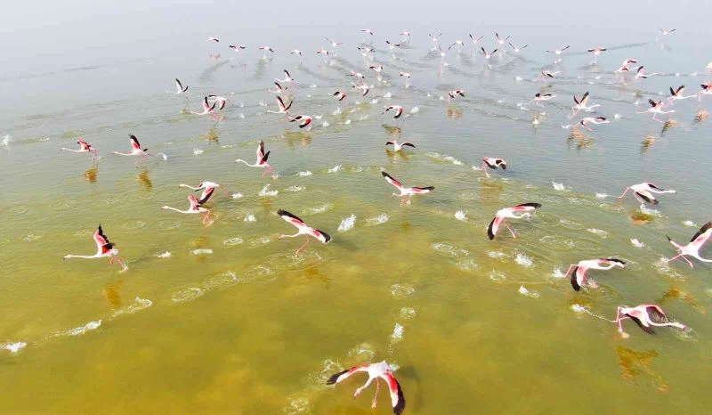 Flamingoların görsel şöleni
