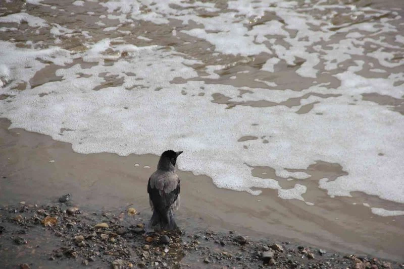 Oltu Çayı yine köpürdü
