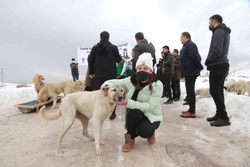 Van’da sokak hayvanlarını besleme etkinliği renkli görüntülere sahne oldu
