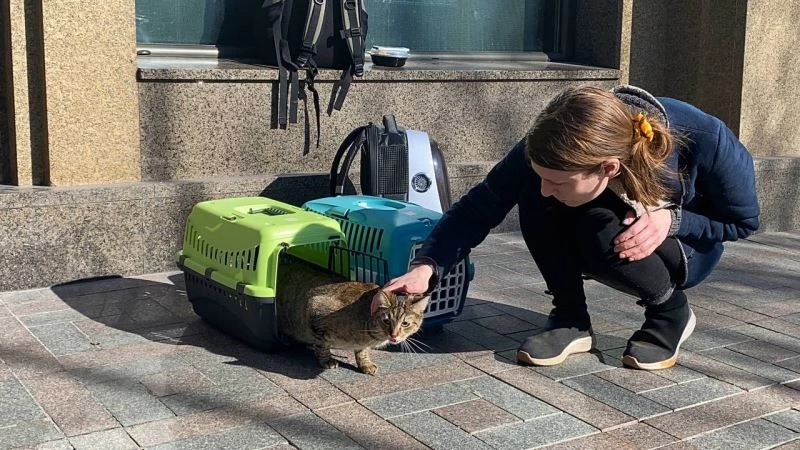 Kedileriyle bombalardan kaçıyor
