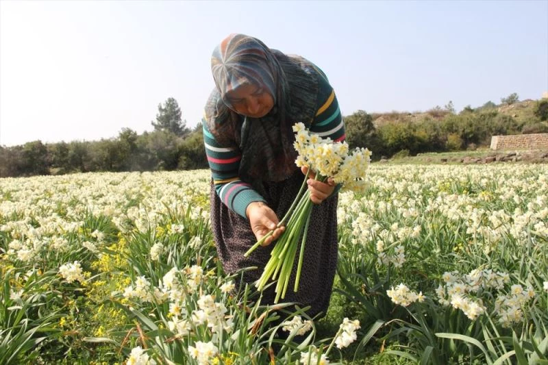 Babaannesinden kalan nergis tohumları yıllar sonra geçim kaynağı oldu