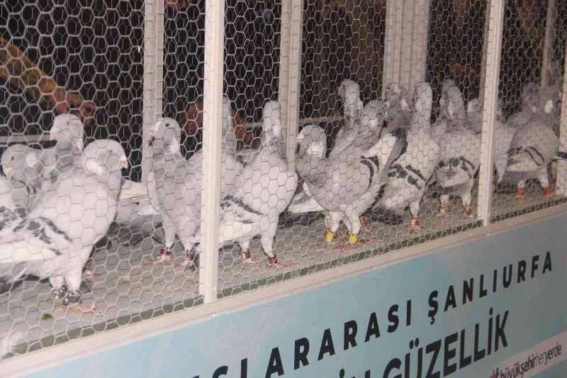 Milyon liralık güvercinler dudak uçuklattı
