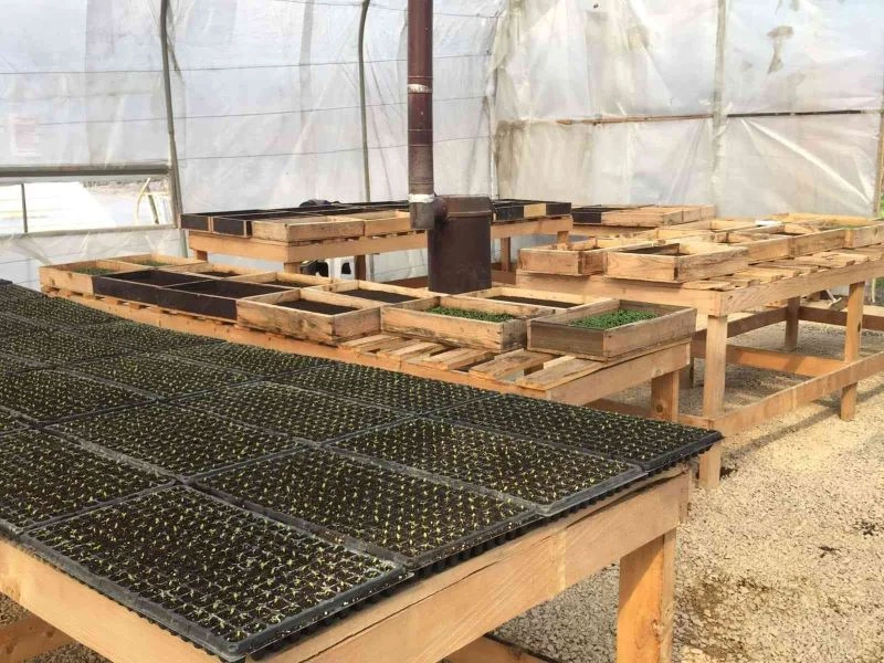 Safranbolu Belediyesi 55 bin yazlık çiçek tohumu ekimine başladı
