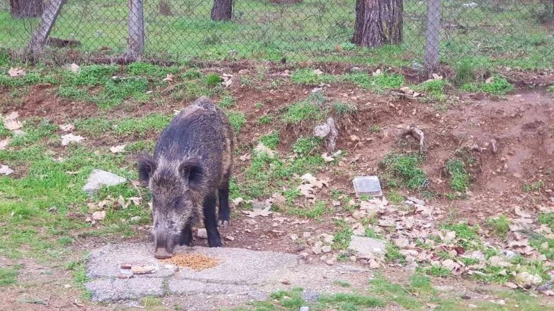 Aç kalan domuz kedilerin mamasına ortak oldu
