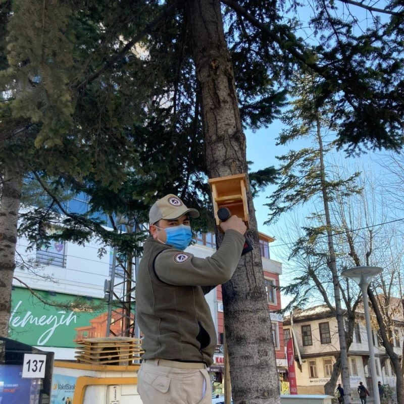 Kastamonu’da çeşitli noktalara kuş yuvaları asılarak yem bırakıldı

