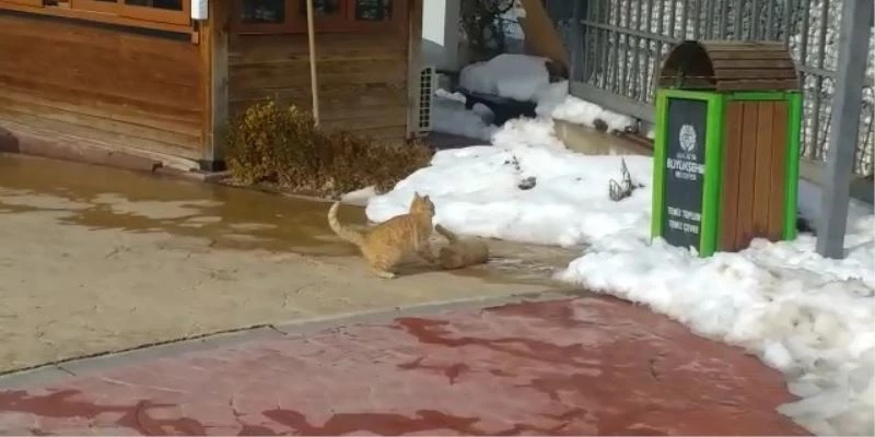 Kedilerin güneş keyfi
