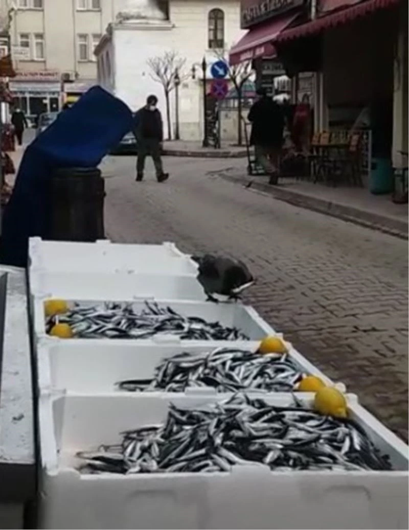 Karganın hamsi keyfi kamerada
