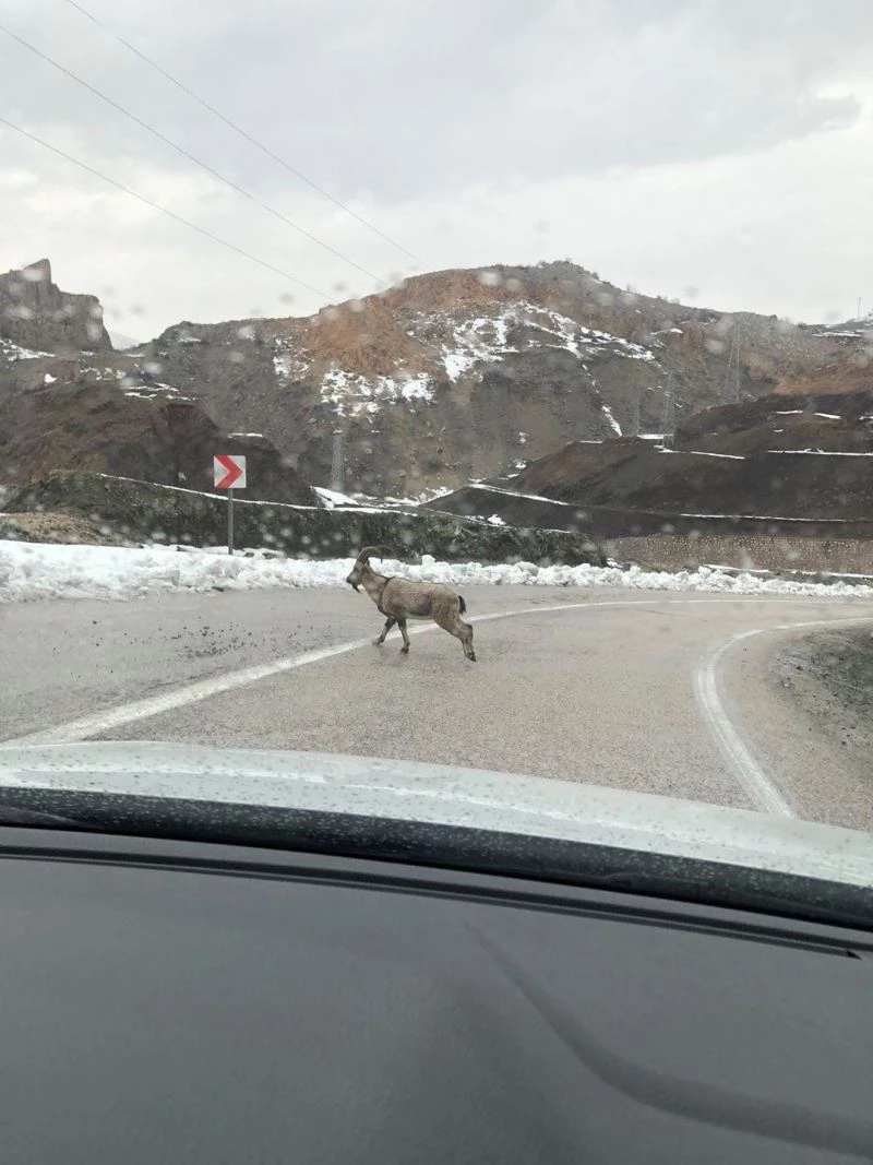 Dağ keçileri karayoluna indi
